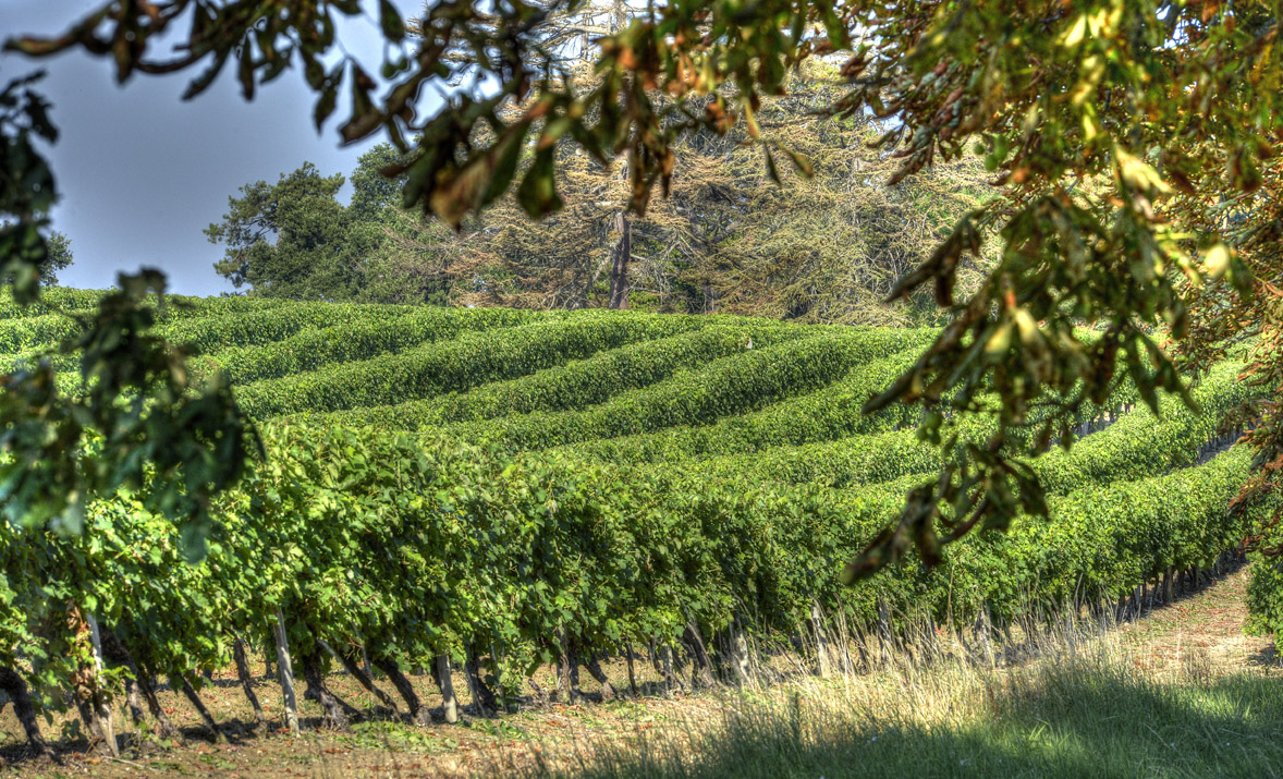 Armagnac Gelas - Terroir | Armagnac South West | Gascony